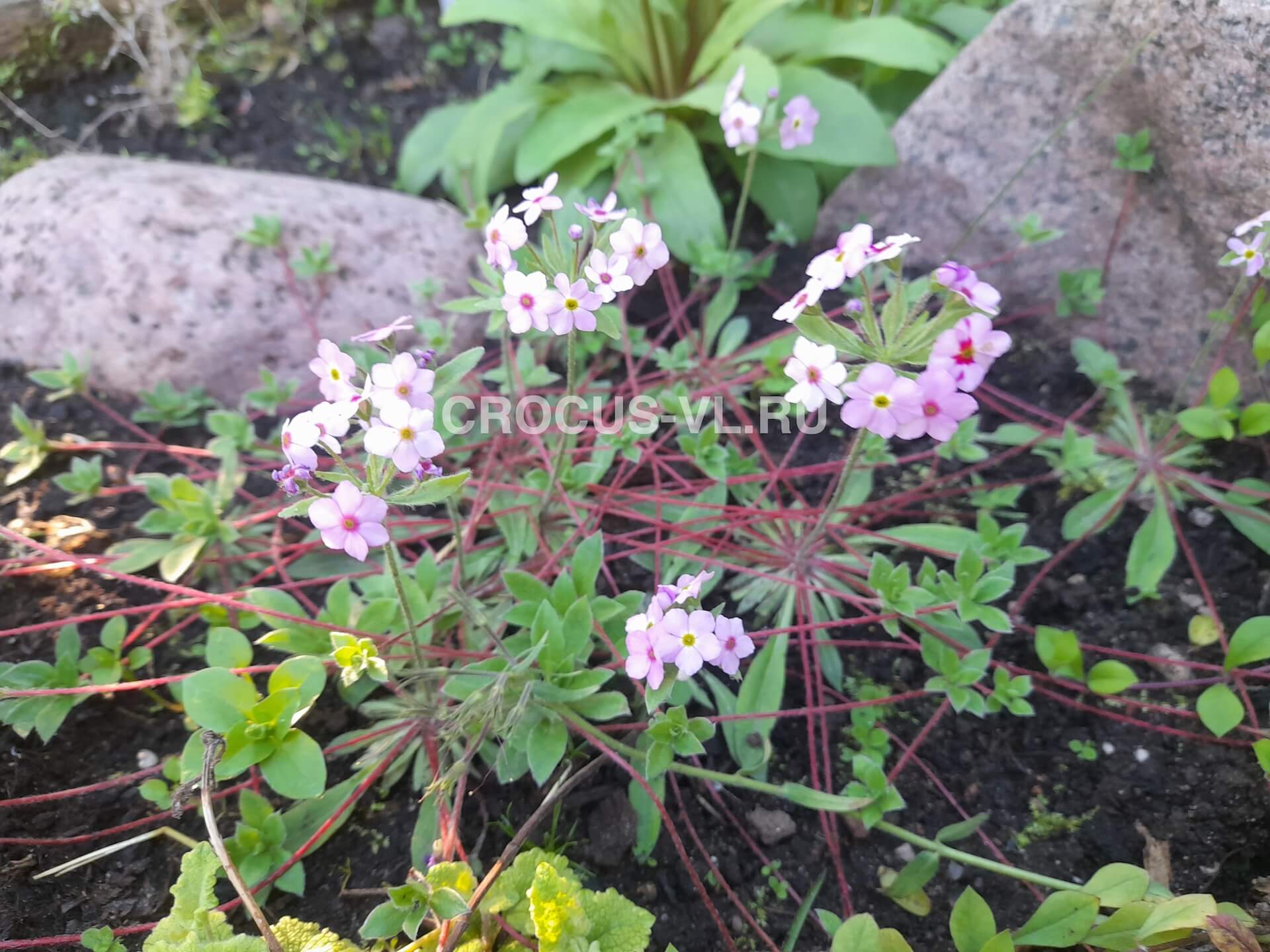 Проломник студиосорум «Doksa»